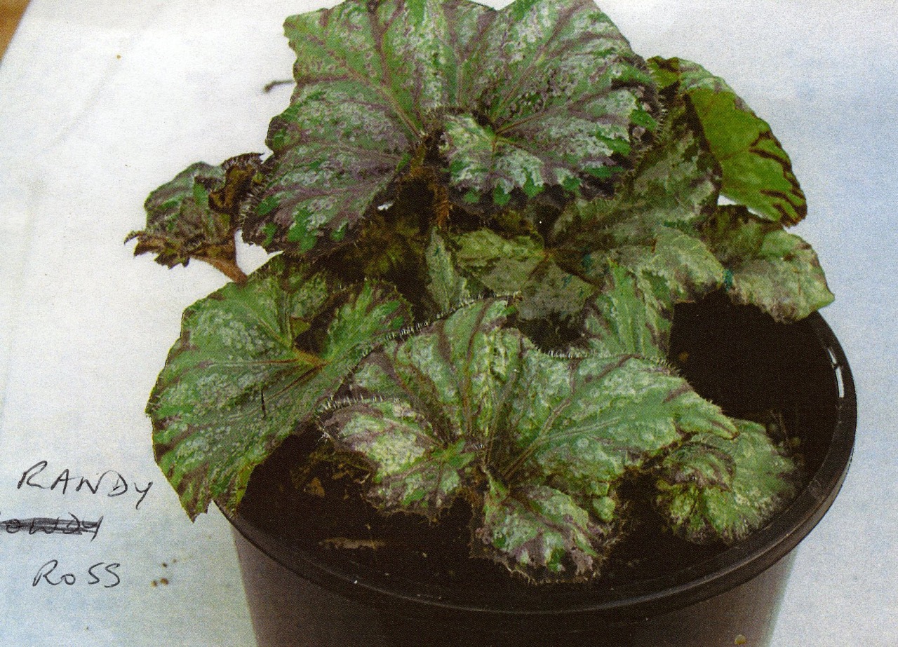 B. ‘Randy Ross’